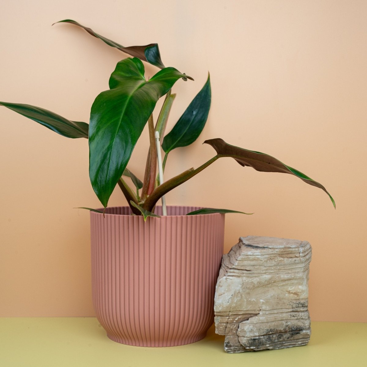 Philodendron Mexicanum, tief eingeschnittene Blätter – potflourri