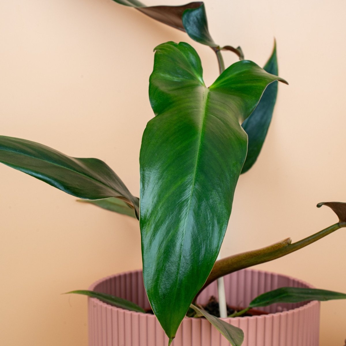 Philodendron Mexicanum, junges Blatt im Wachstum