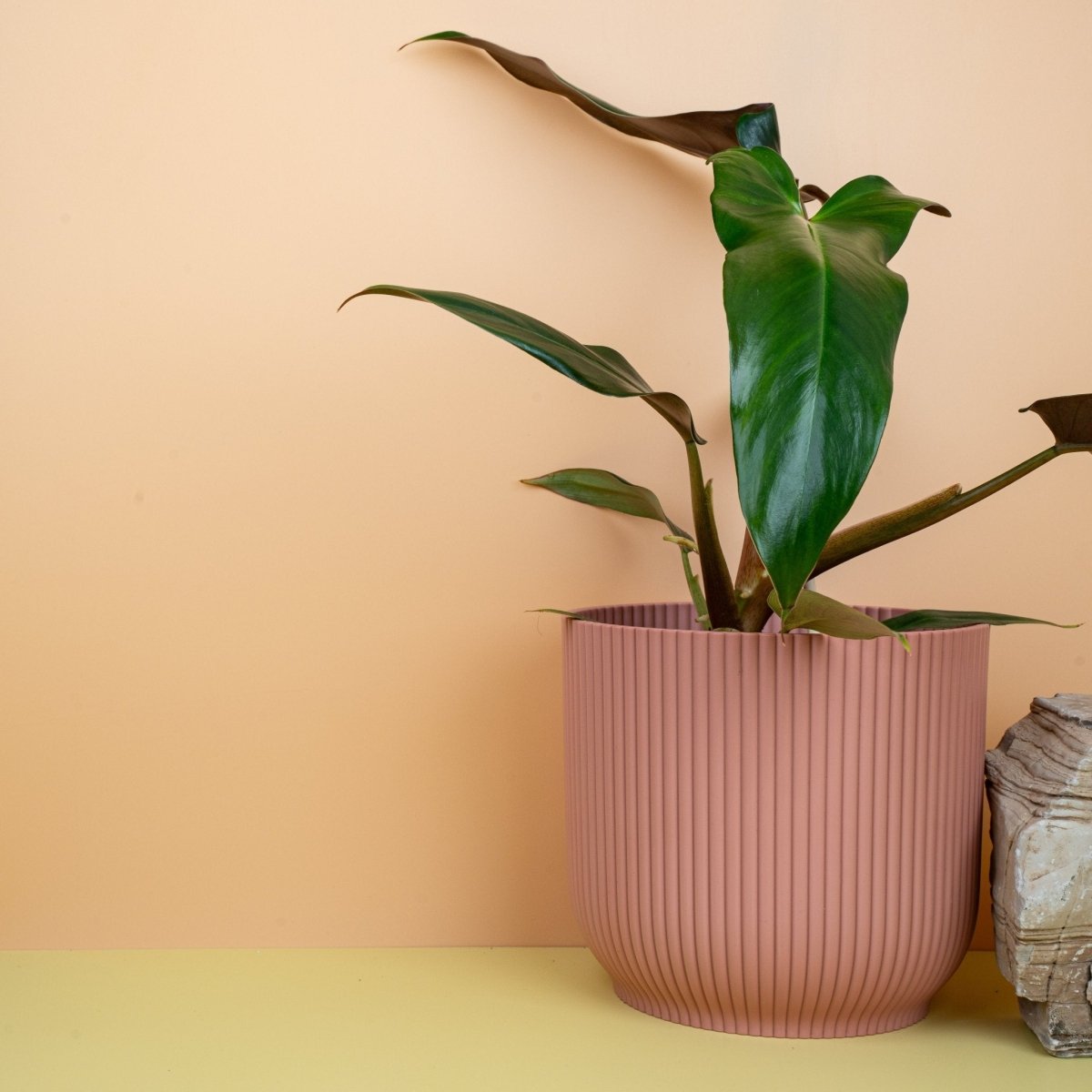 Philodendron Mexicanum, schnellwüchsige Kletterpflanze