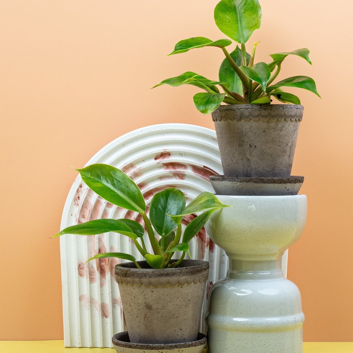 Philodendron Moonlight, buschartige Hybrid-Art