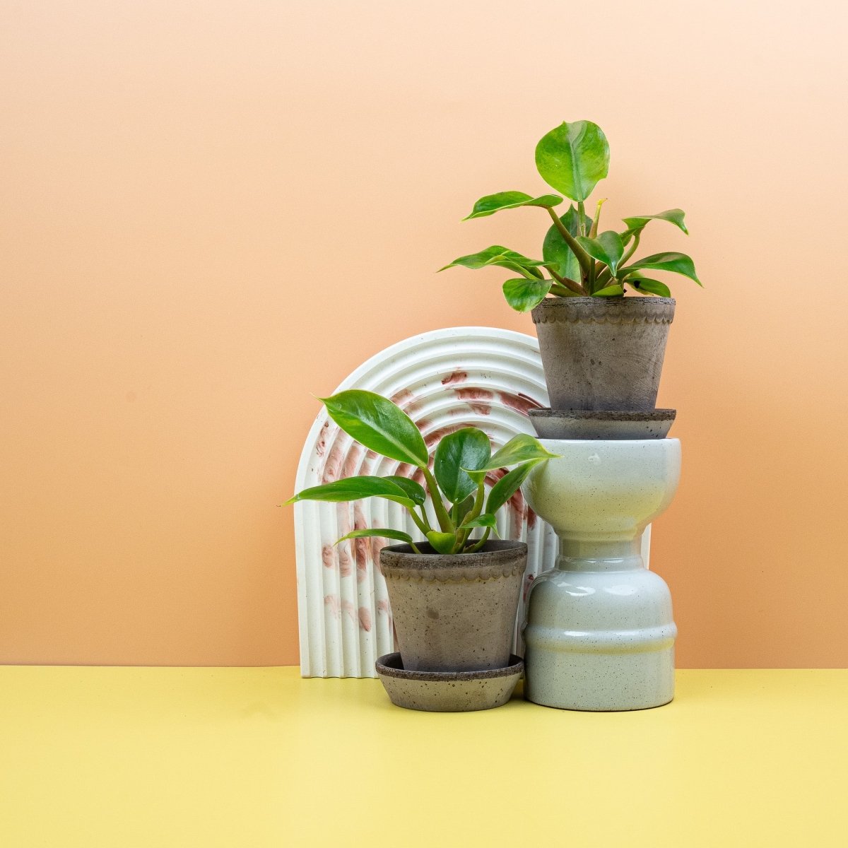 Philodendron Moonlight – markantes Blattwerk