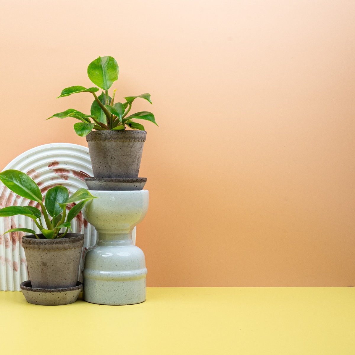 Philodendron Moonlight – leuchtende Blattfarben