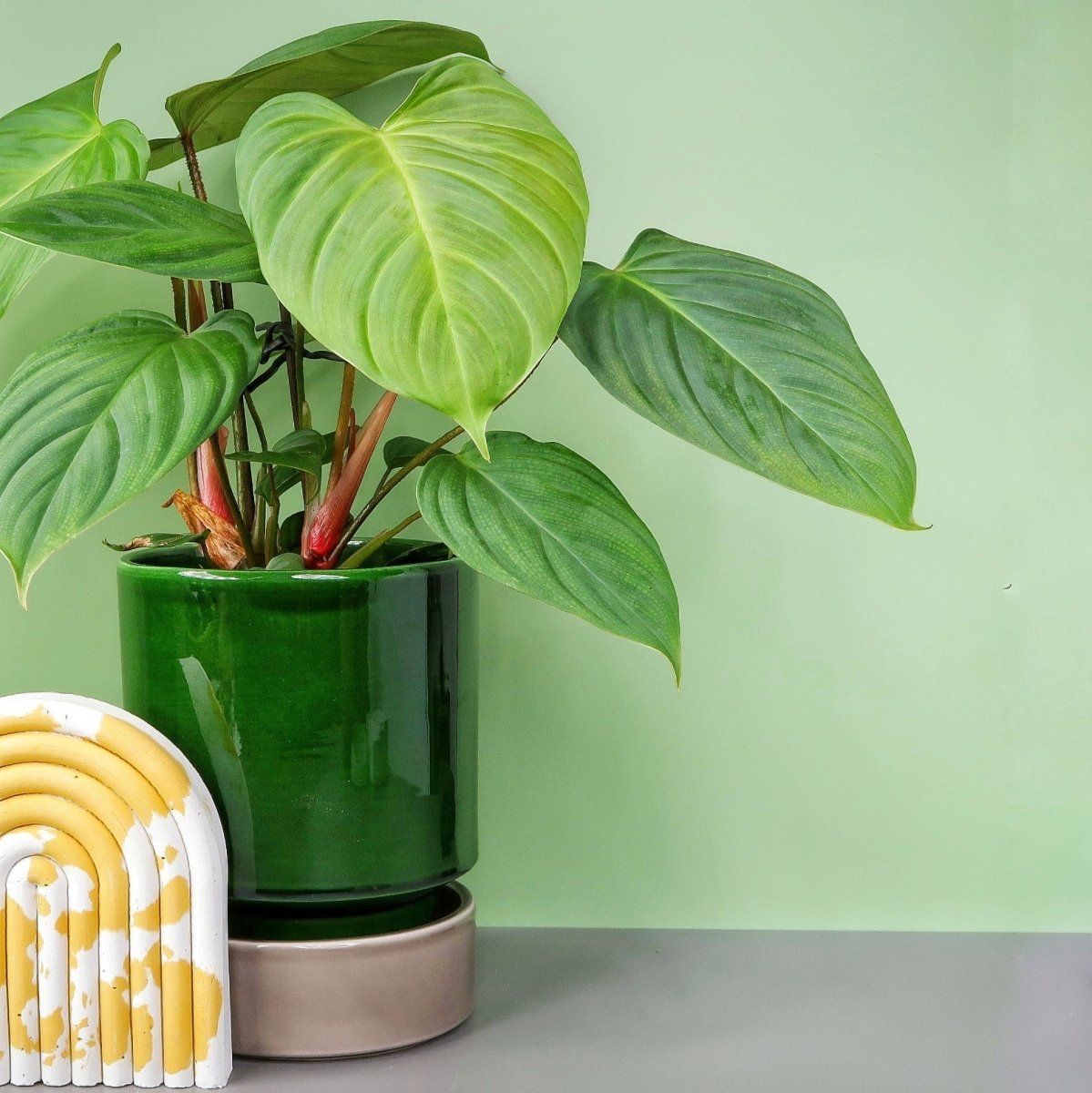 Philodendron Nangaritense – markante Blattstruktur