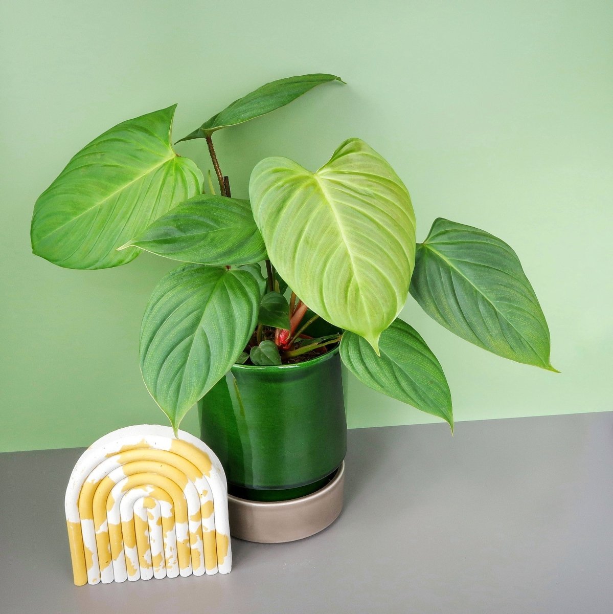 Philodendron Nangaritense, exotische Blattfärbung