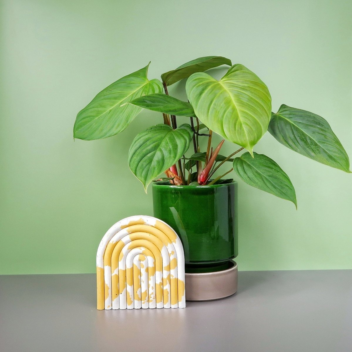 Philodendron Nangaritense – Zimmerpflanze mit rotem Blattstiel – potflourri