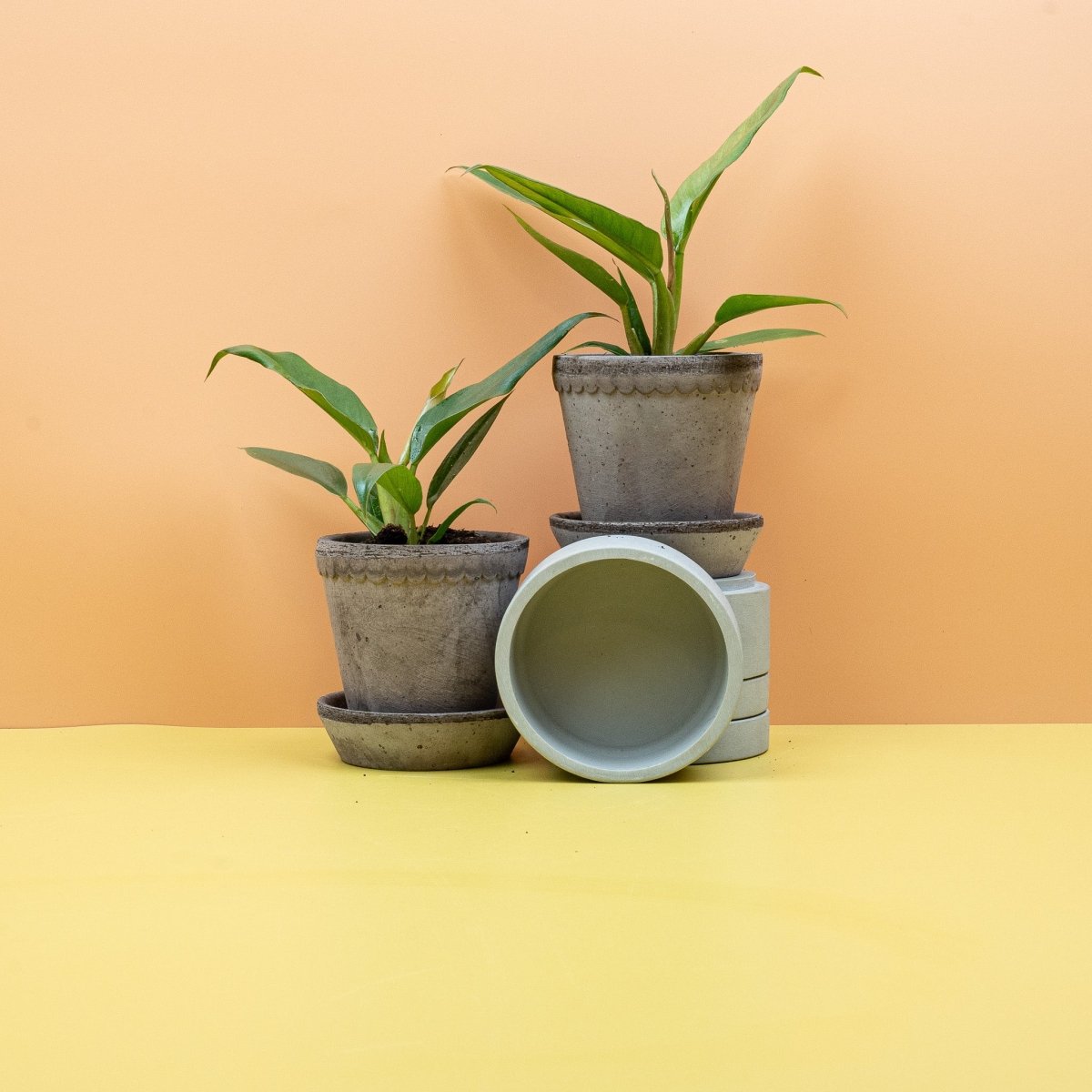 Philodendron Narrow – lange Blattstiele mit sattgrünem Laub – potflourri