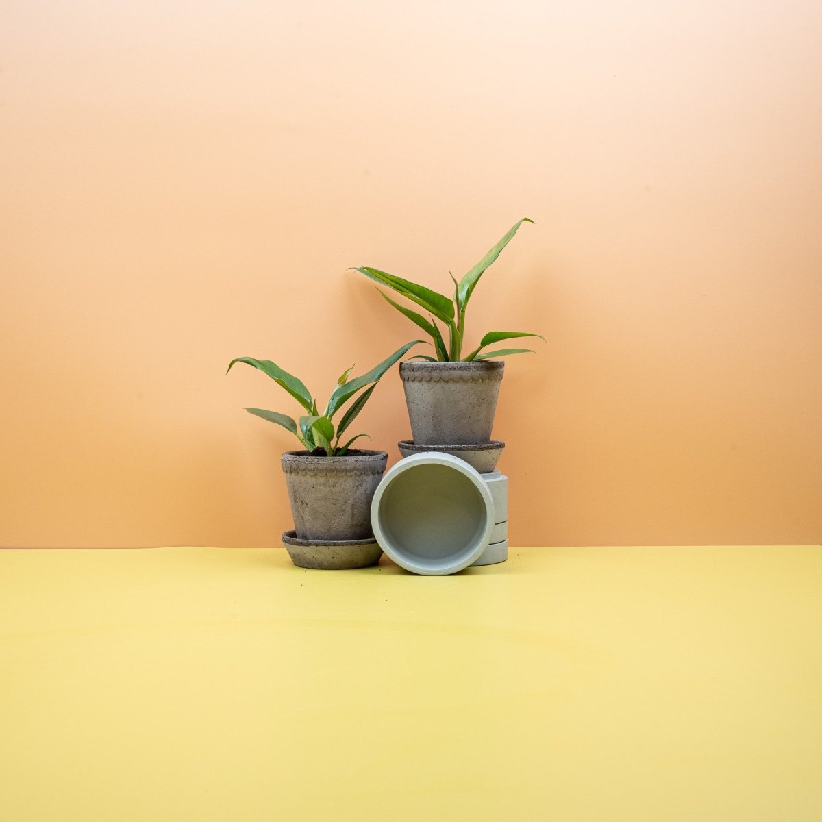 Philodendron Narrow – schmale glänzende Blätter in aufrechtem Wuchs – potflourri