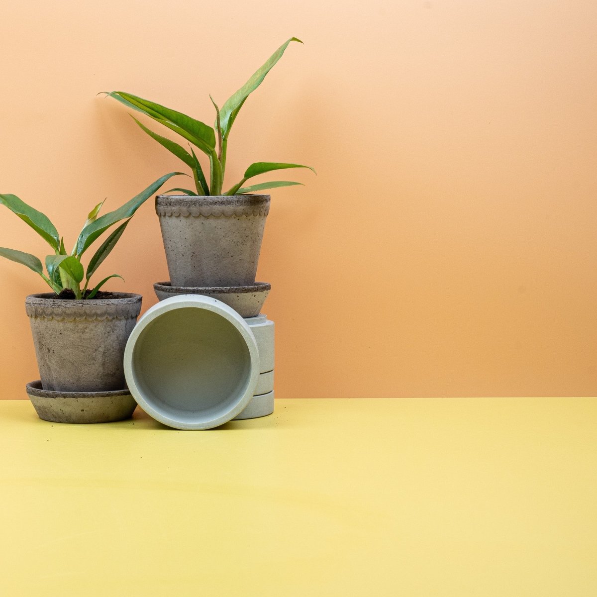 Philodendron Narrow im Kulturtopf, selbsttragender Baumfreund – potflourri