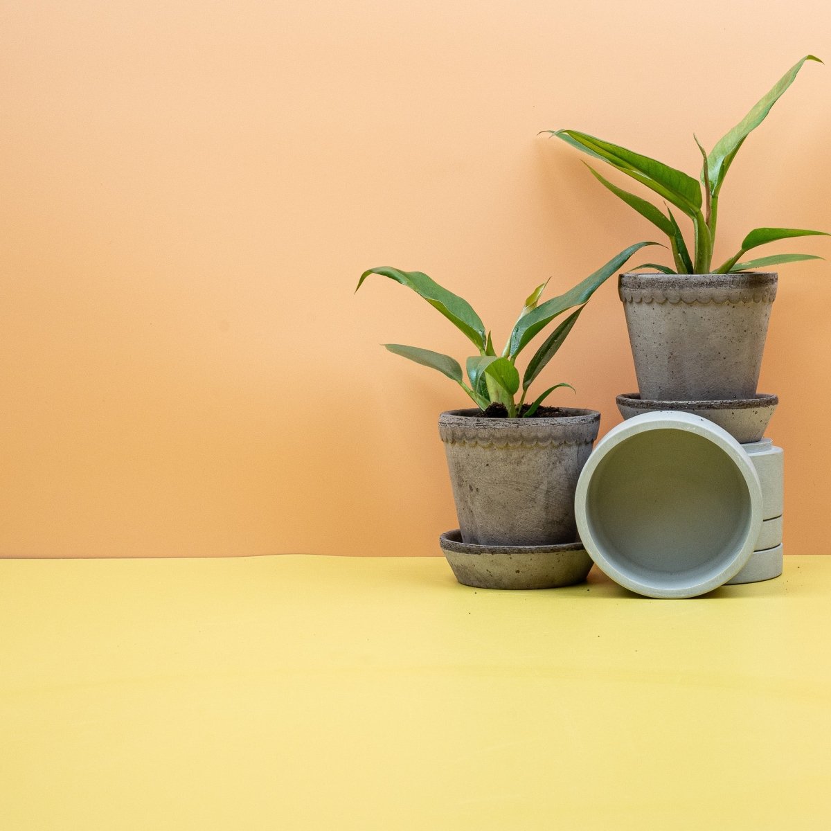 Philodendron Narrow – ledrige Blattspreite mit tiefen Randeinschnitten – potflourri