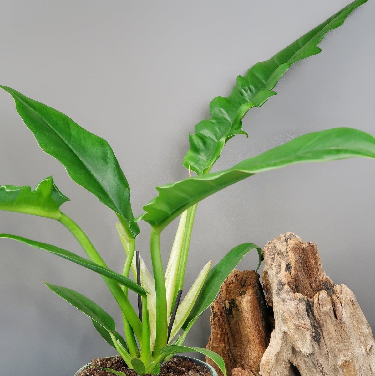 Philodendron Narrow, schlanke Wuchsform
