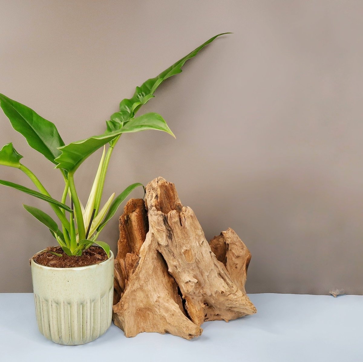 Philodendron Narrow – modernes, zeitgemäßes Flair