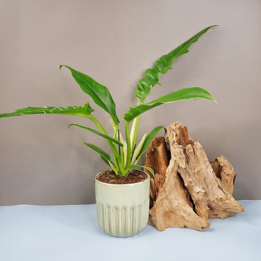 Philodendron Narrow – Zimmerpflanze mit schmalen Blättern – potflourri