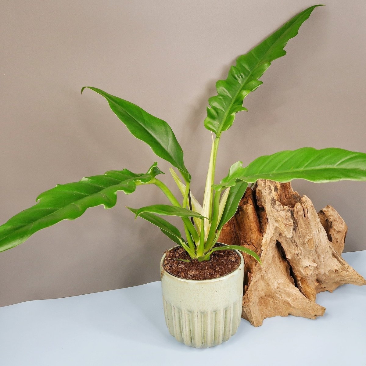 Philodendron Narrow – subtile Raffinesse