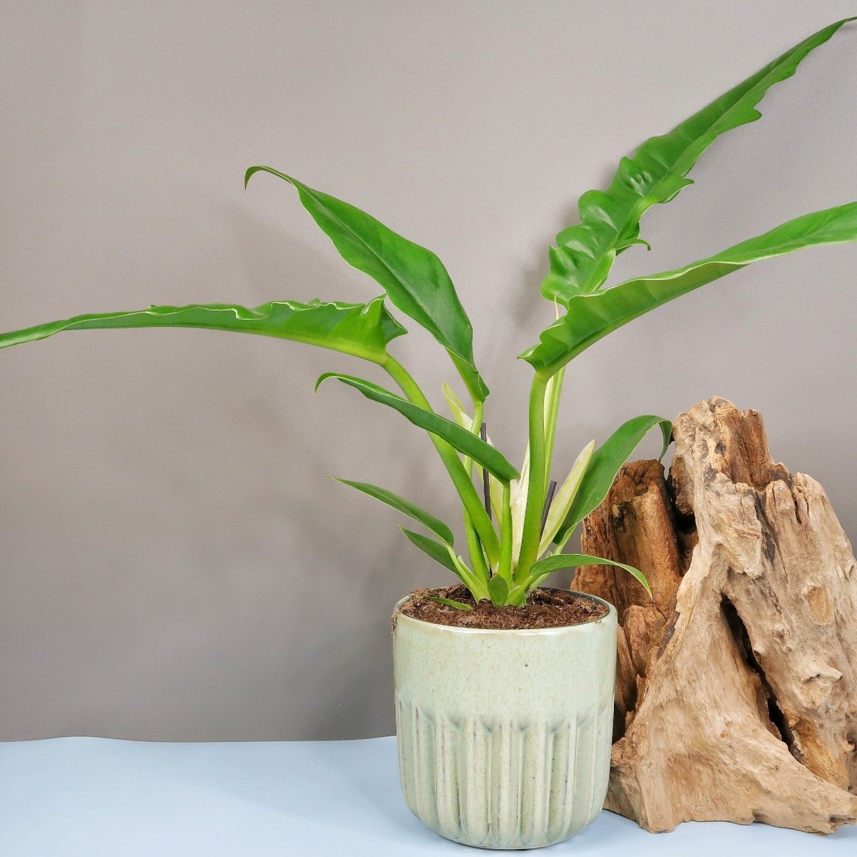 Philodendron Narrow, längliche lanzenförmige Blätter