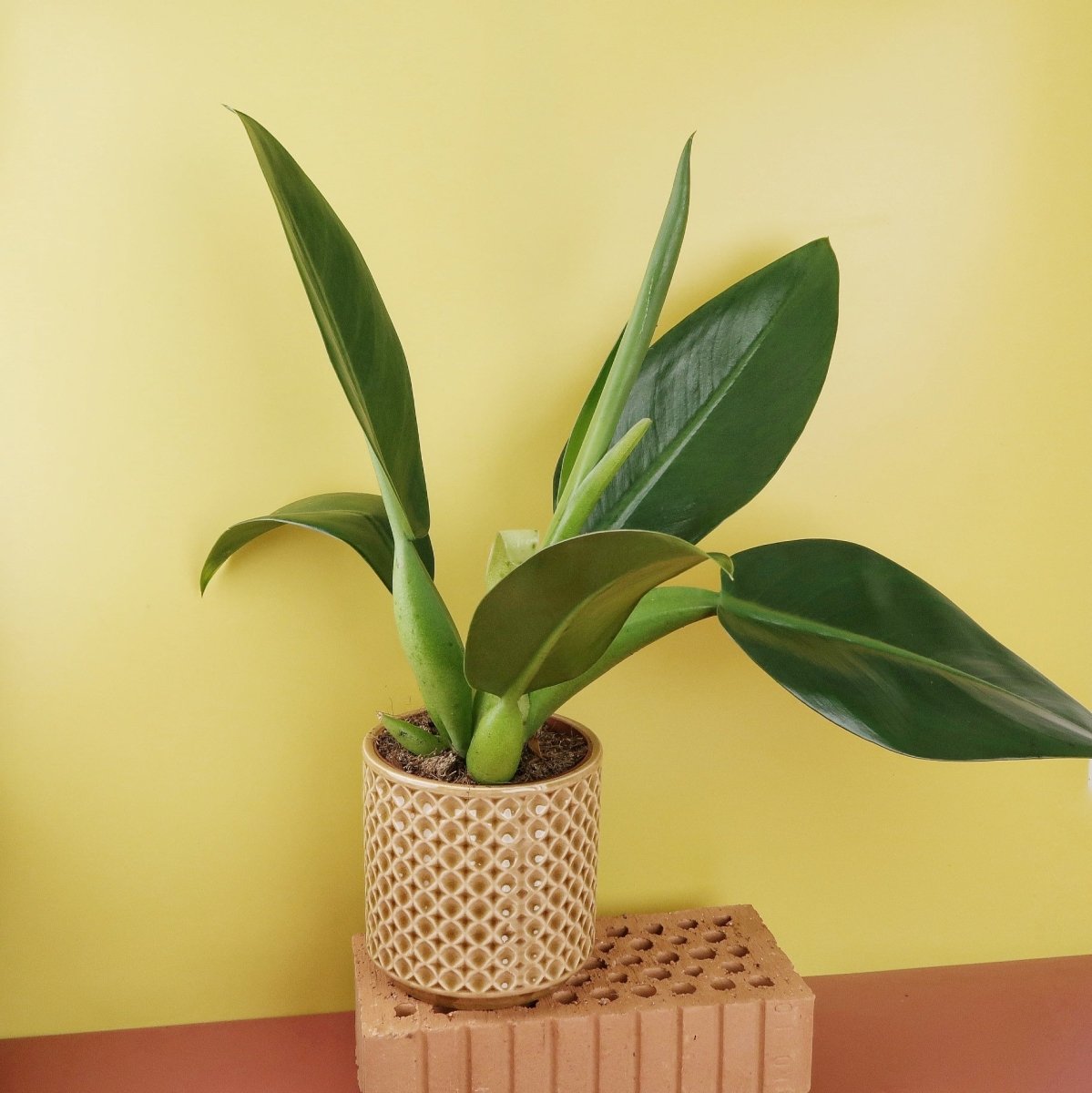 Philodendron Pacova, geringer Wasserbedarf