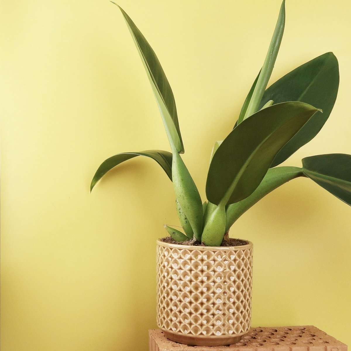 Philodendron Pacova, tiefgrüne, glänzende Blattfarbe