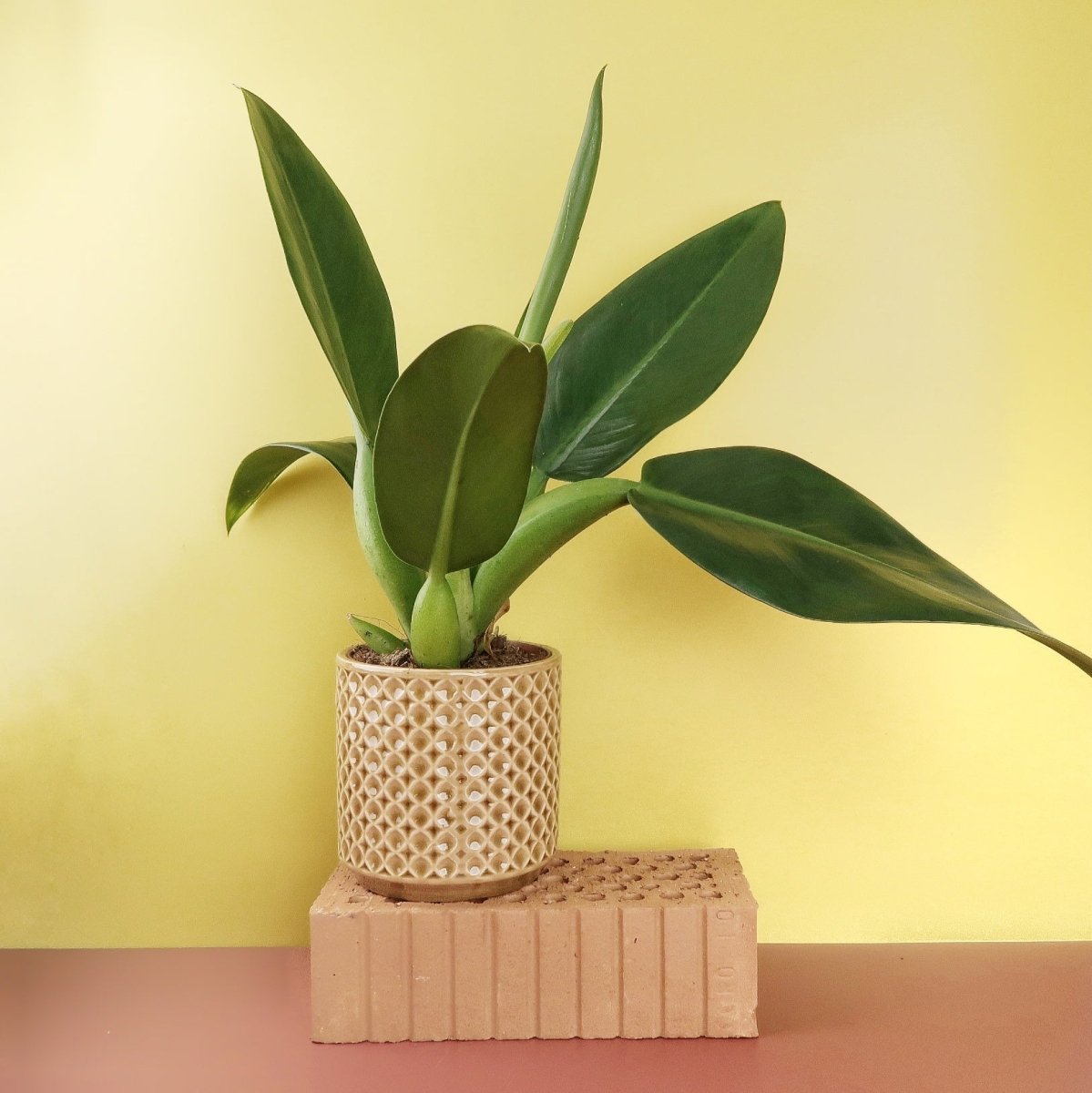 Philodendron Pacova – Zimmerpflanze mit großen glänzenden Blättern – potflourri