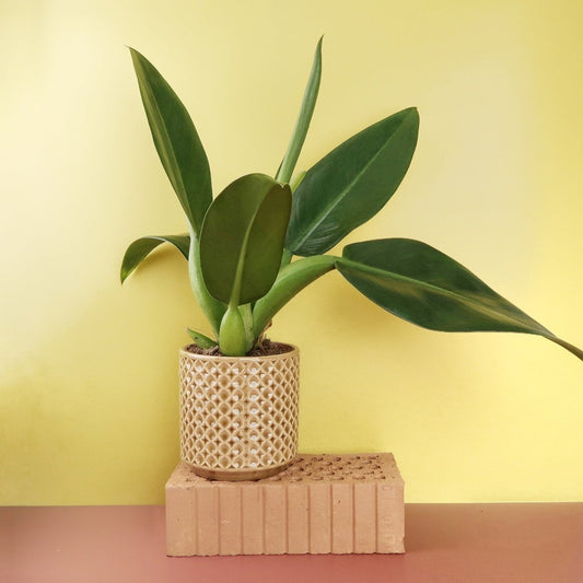 Philodendron Pacova – Zimmerpflanze mit großen glänzenden Blättern – potflourri