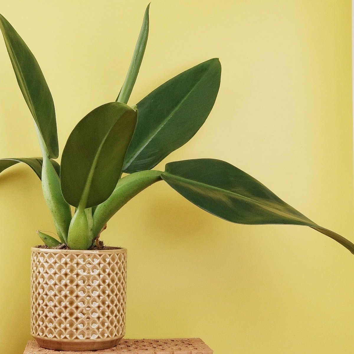 Philodendron Pacova, auch 'Fatboy' genannt