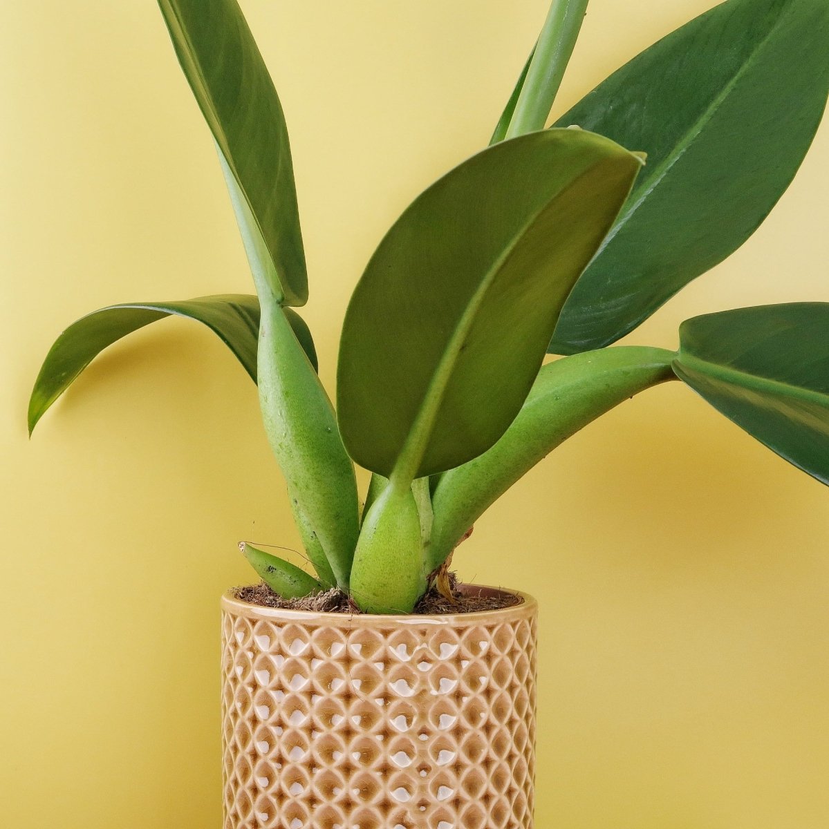 Philodendron Pacova, pflegeleicht und robust