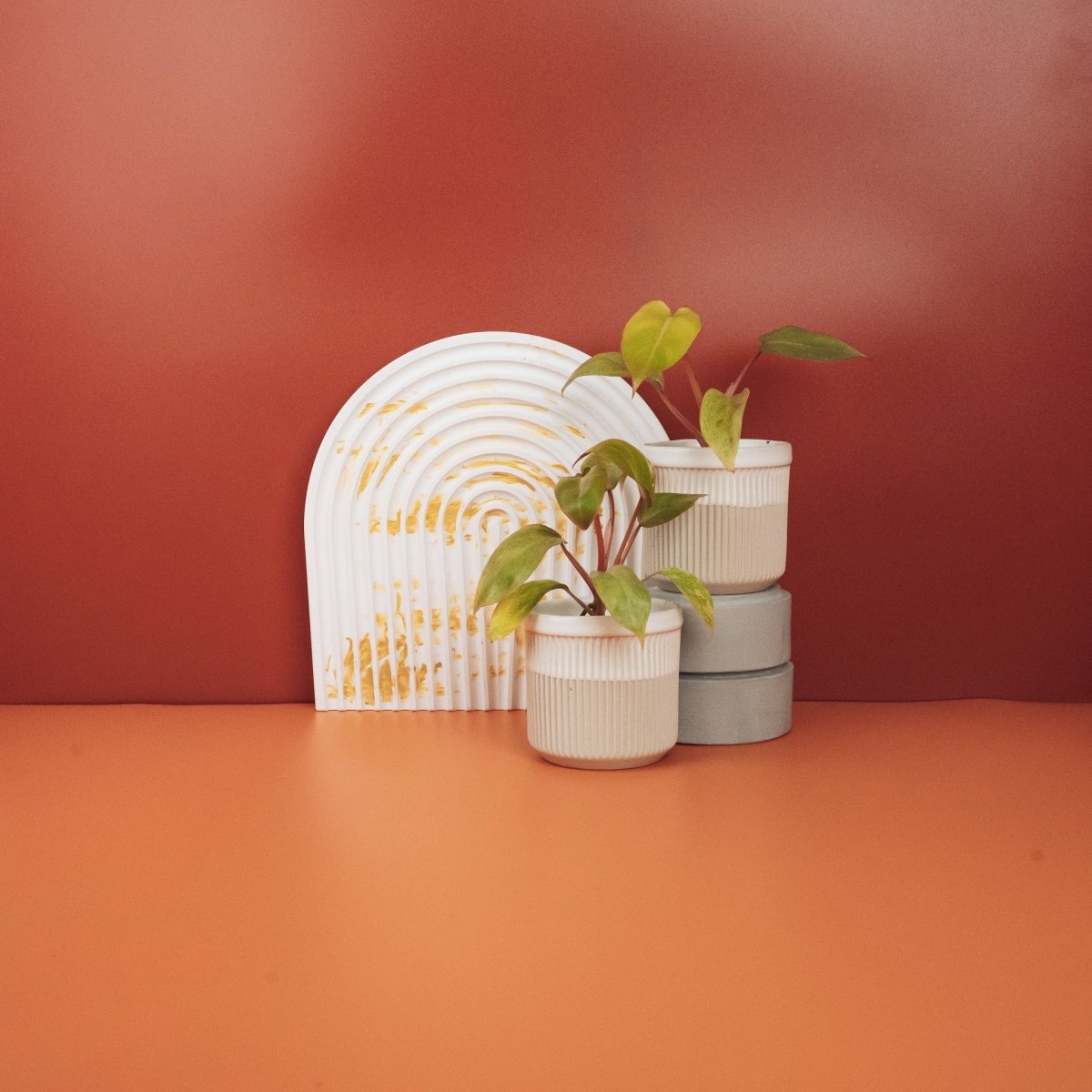 Philodendron Paraiso Verde – Ansicht 10