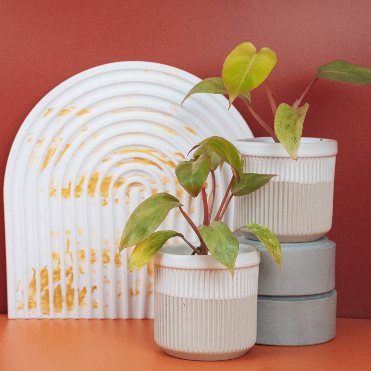 Philodendron Paraiso Verde – Ansicht 11