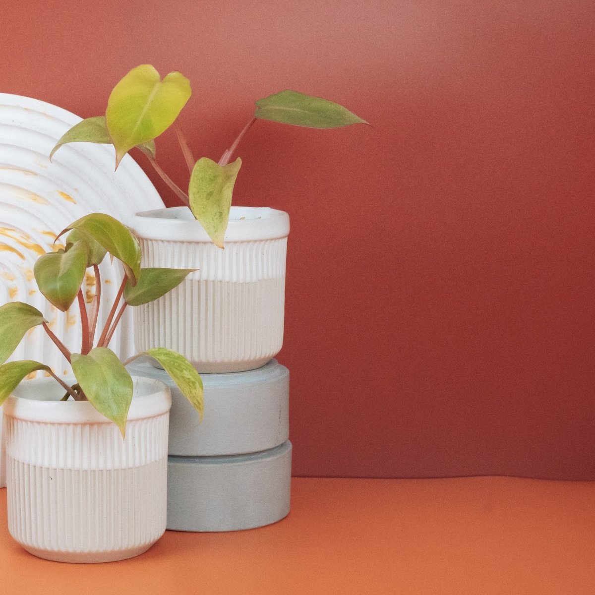 Philodendron Paraiso Verde – Ansicht 8