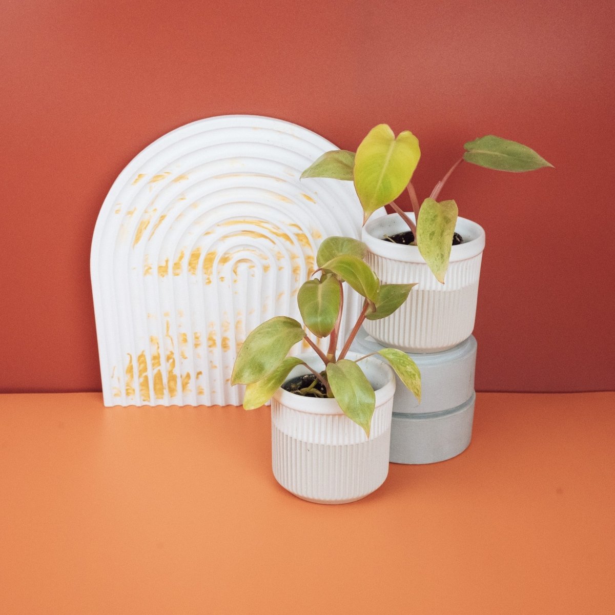 Philodendron Paraiso Verde – Ansicht 6