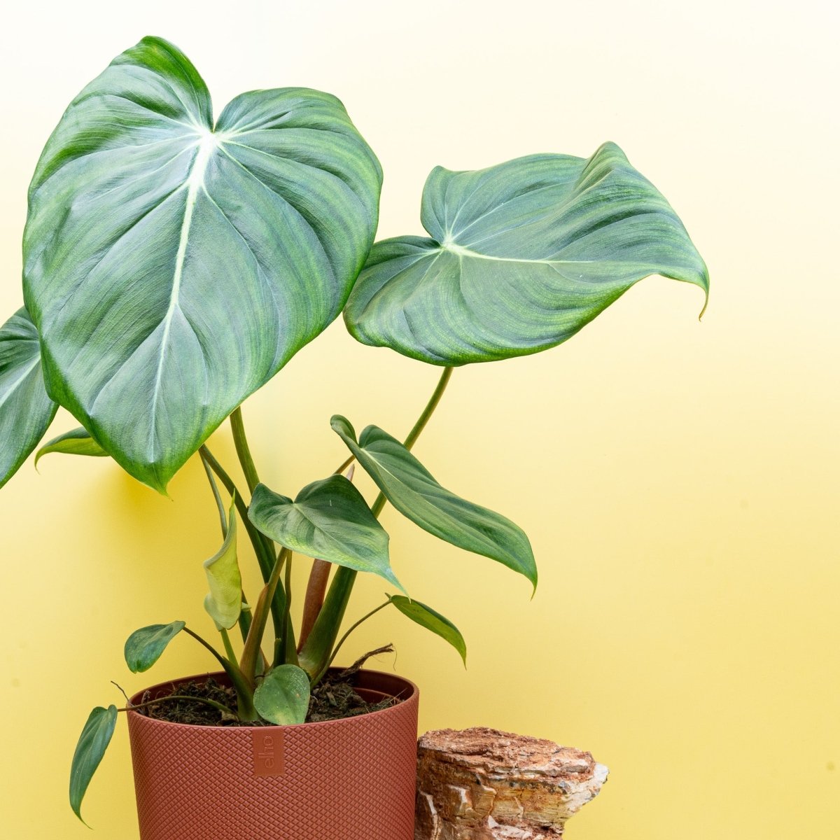 Philodendron Pastazanum, Gesamtansicht der Pflanze