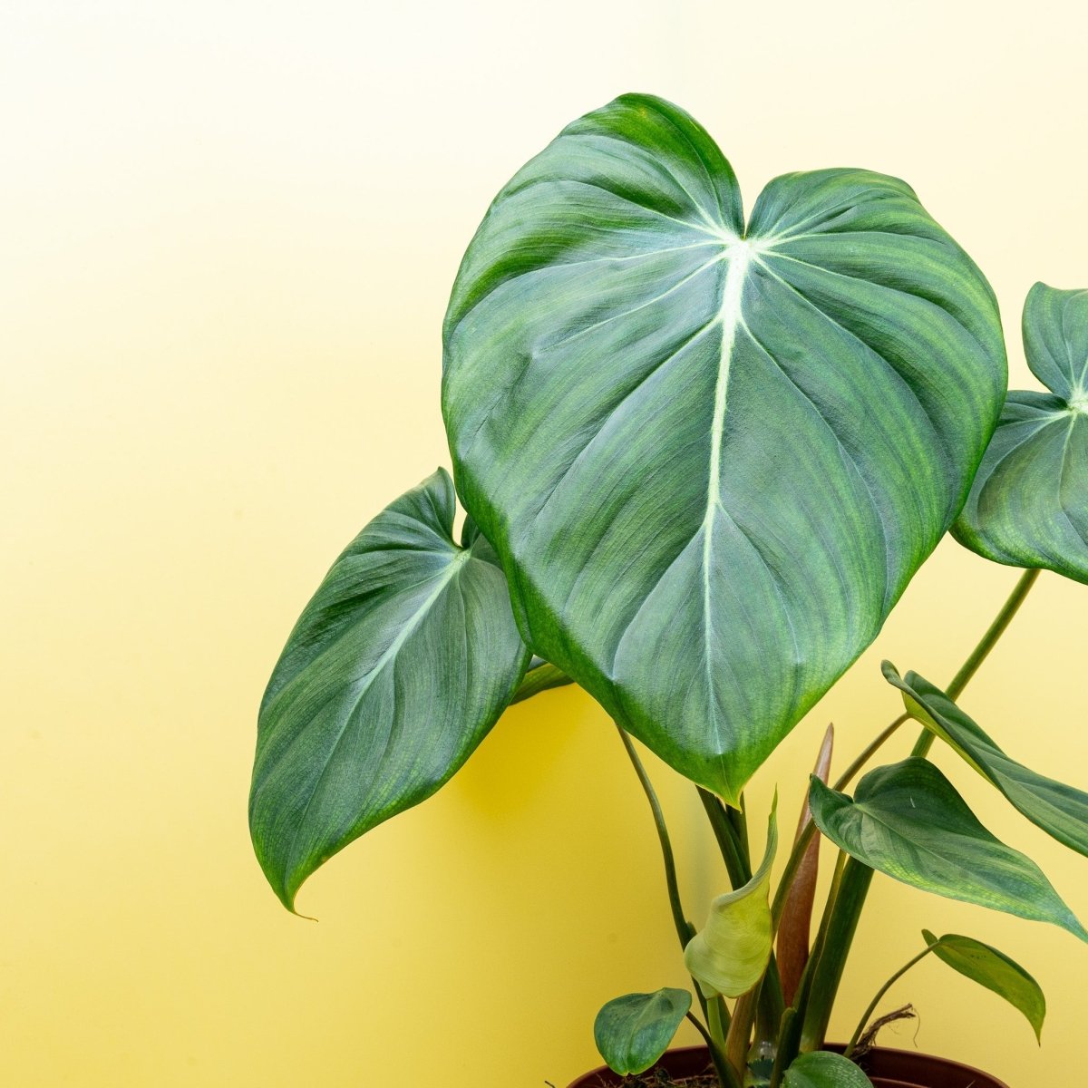 Philodendron Pastazanum, tiefe Blattaderung im Detail
