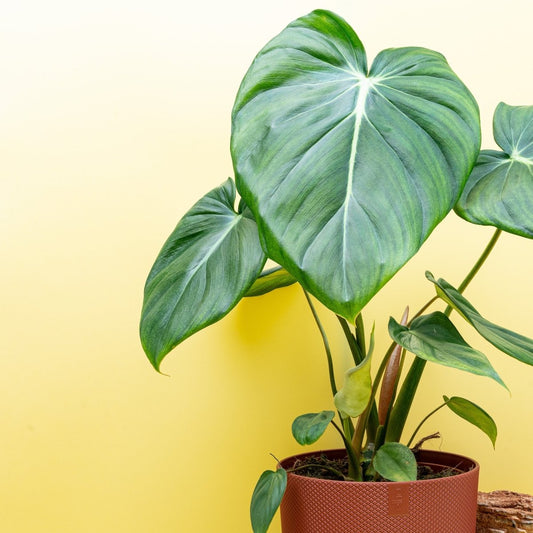 Philodendron Pastazanum, große herzförmige Blätter – potflourri
