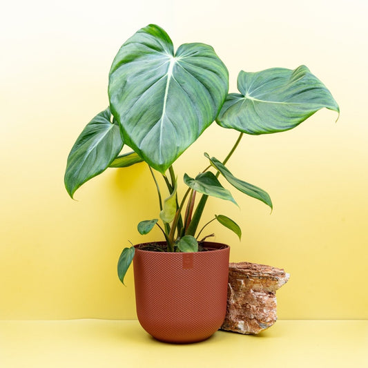 Philodendron Pastazanum, große herzförmige Blätter – potflourri