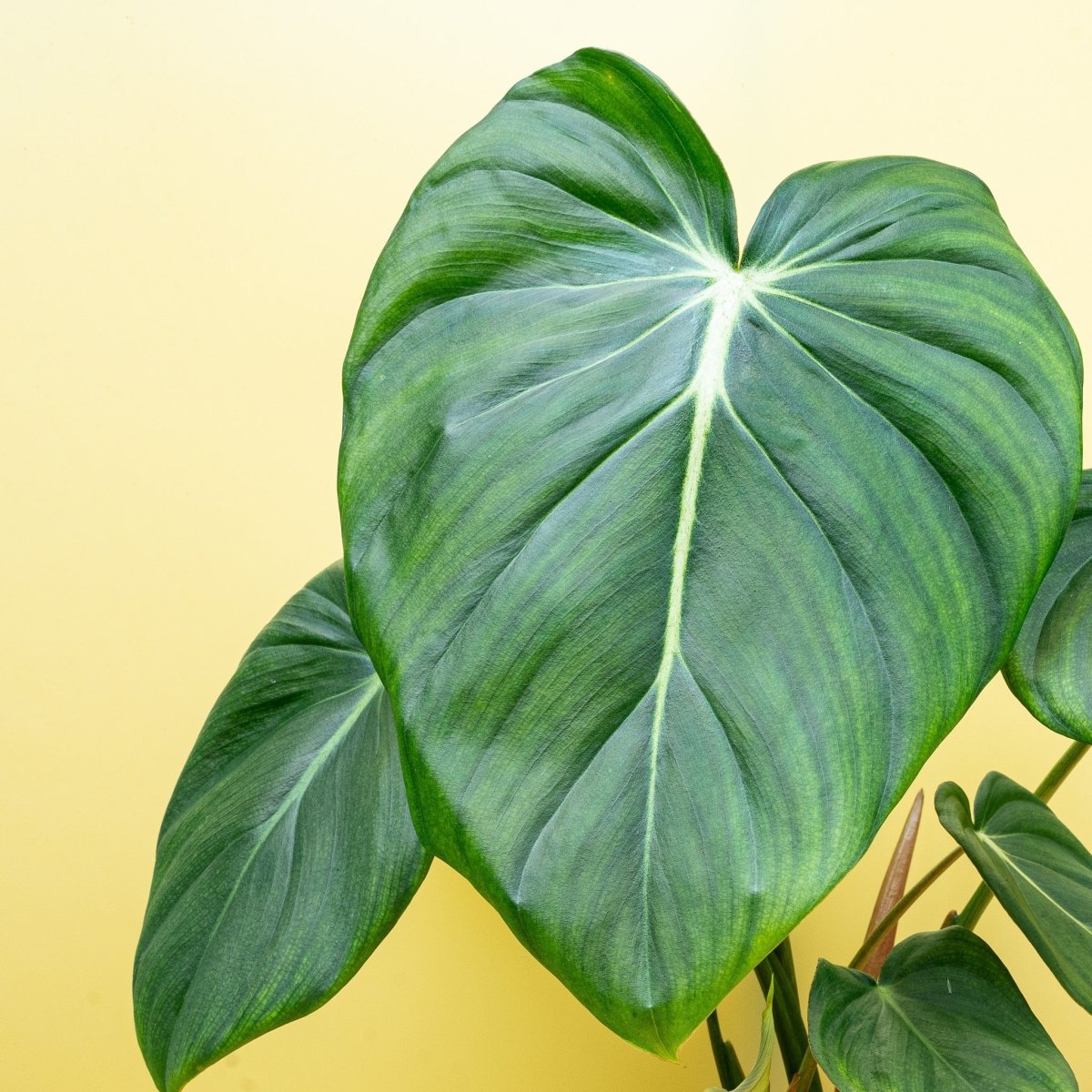 Philodendron Pastazanum, robuste Zimmerpflanze