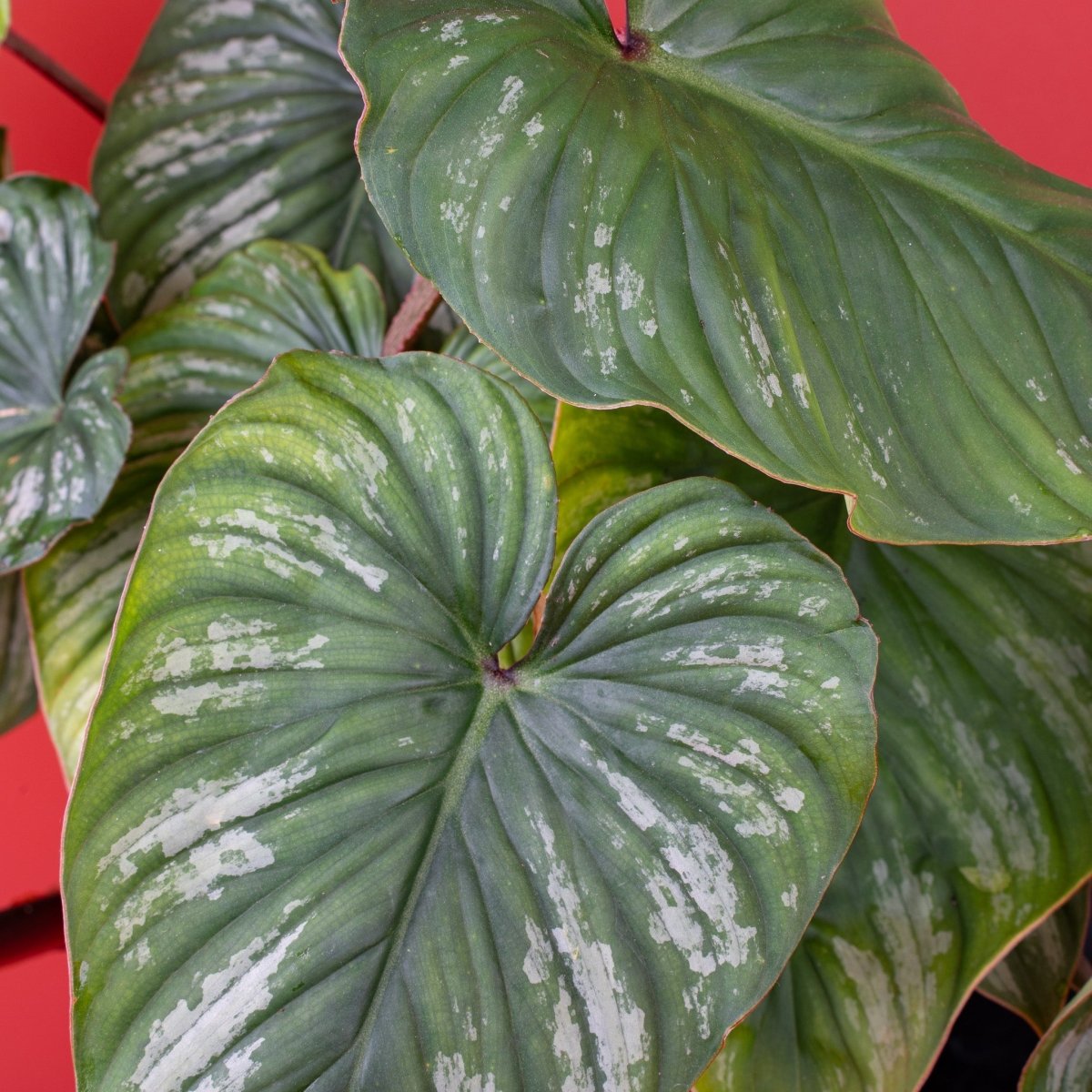 Philodendron Plowmanii, Gesamtansicht der Pflanze
