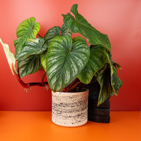 Philodendron Plowmanii, lindgrüne Blätter mit dunklen Adern – potflourri