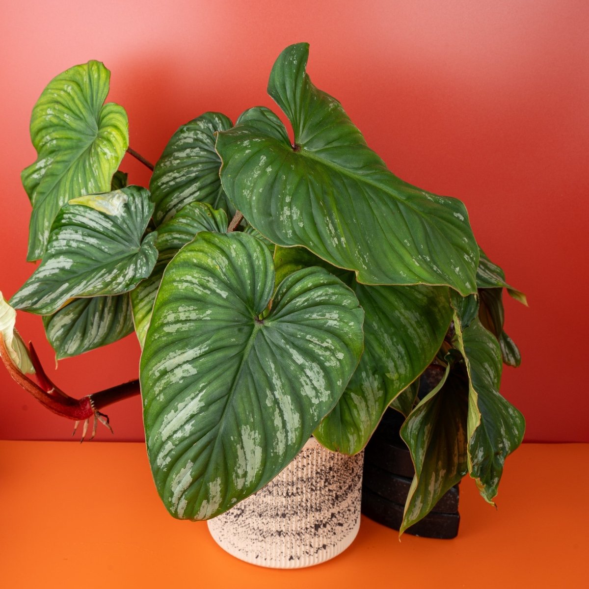 Philodendron Plowmanii, junges Blatt im Wachstum