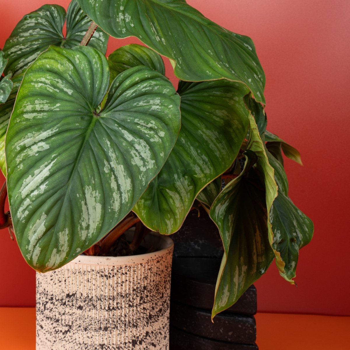 Philodendron Plowmanii, markante Blattstruktur im Detail