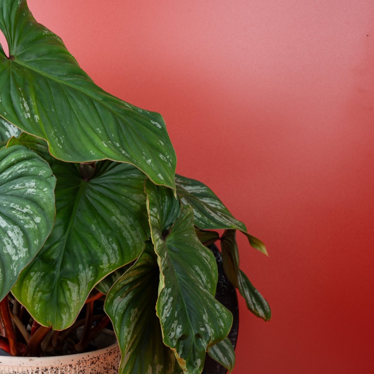 Philodendron Plowmanii, benannt nach Botaniker Plowman