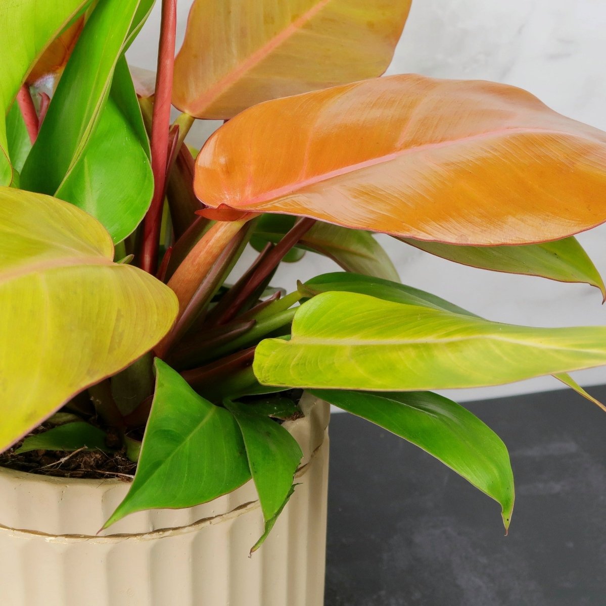 Philodendron Prince of Orange – selbsttragender Philodendron ohne Rankhilfe – potflourri
