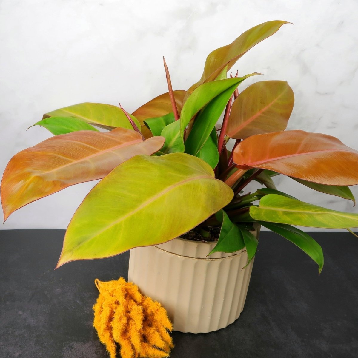 Philodendron Prince of Orange – Blattfarbe im Übergang von Kupfer zu Grün – potflourri