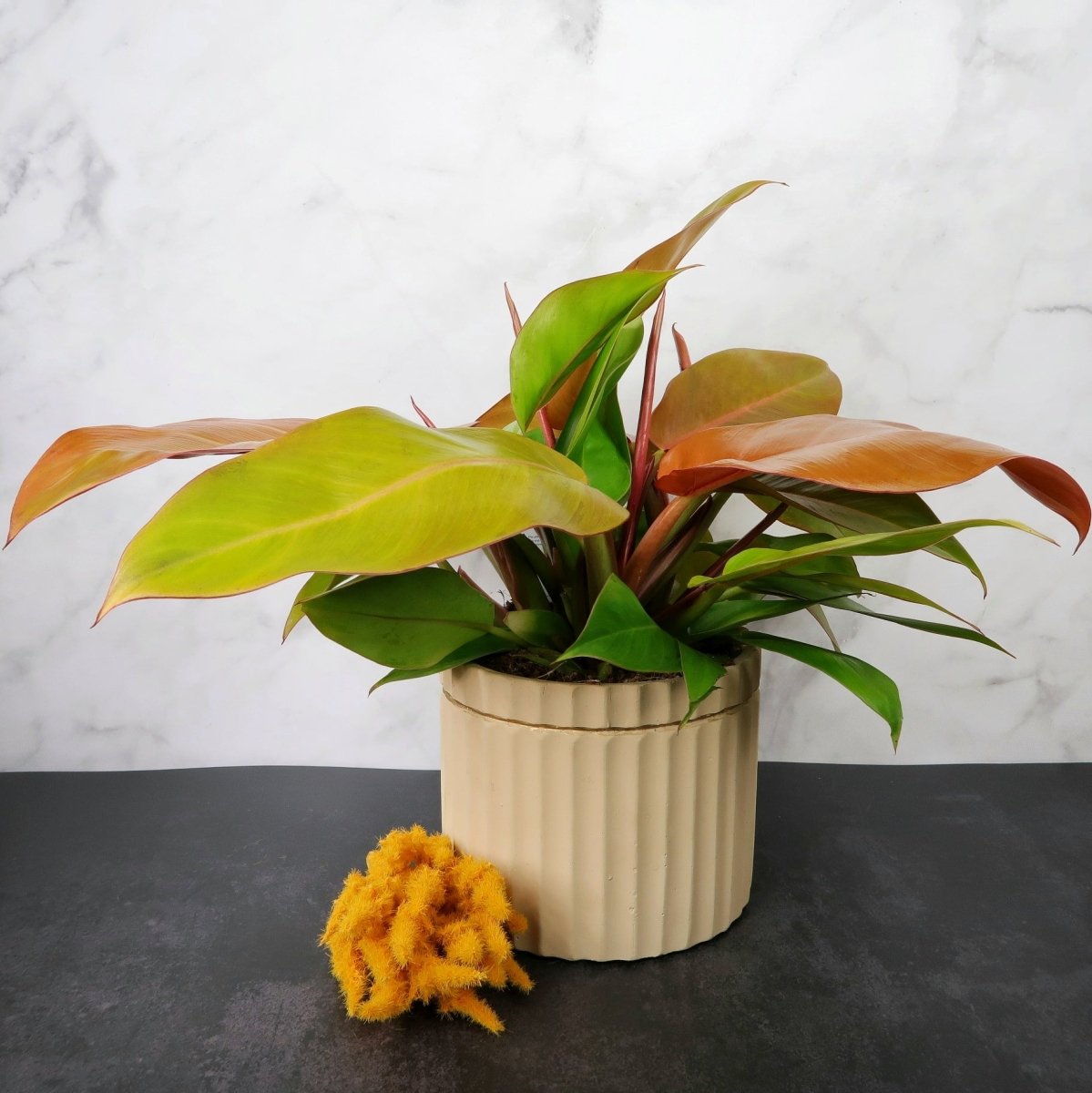 Philodendron Prince of Orange – Blattschopf mit orangen und grünen Blättern – potflourri