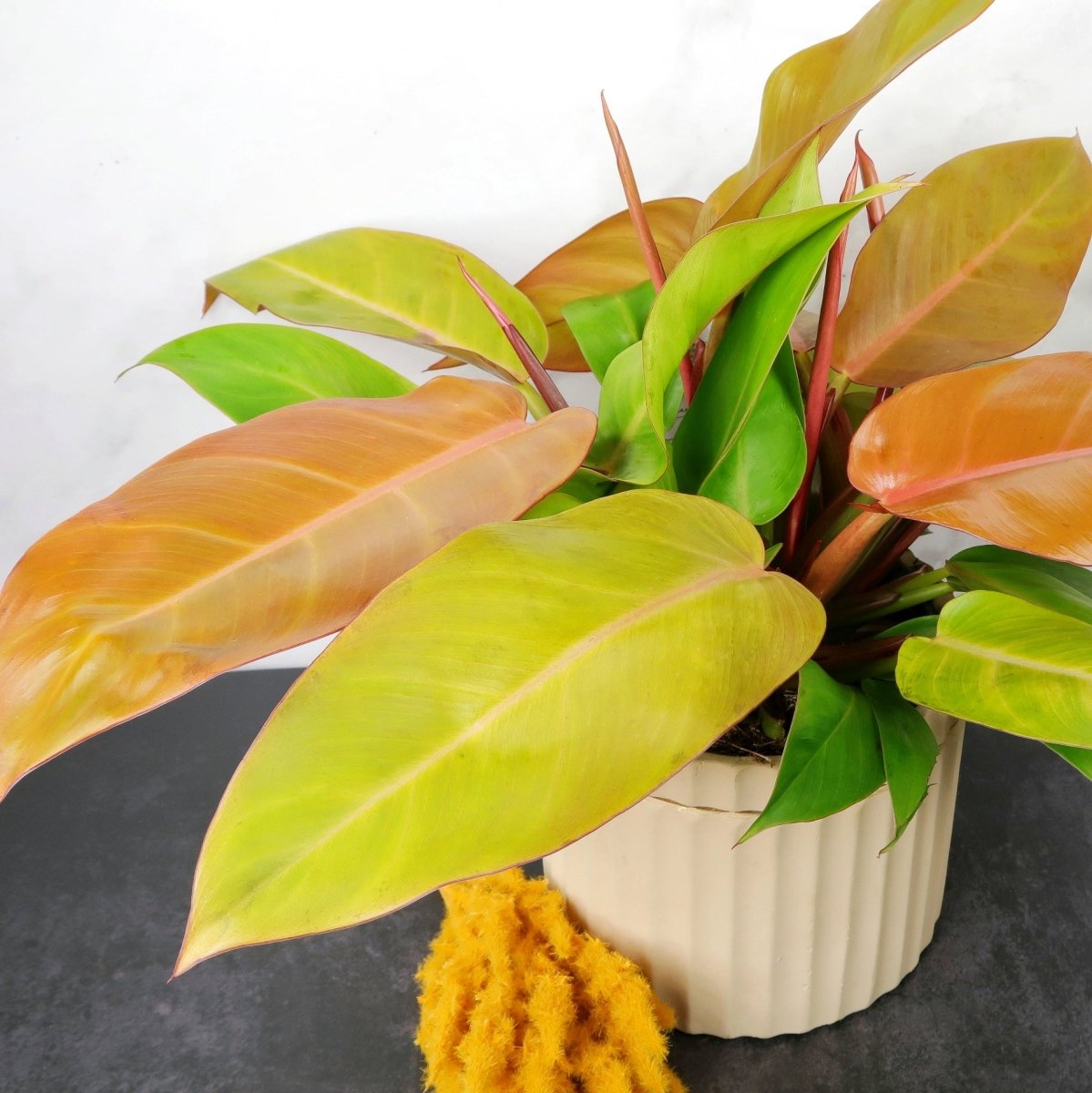 Philodendron Prince of Orange – ledrige, lanzettliche Blätter – potflourri