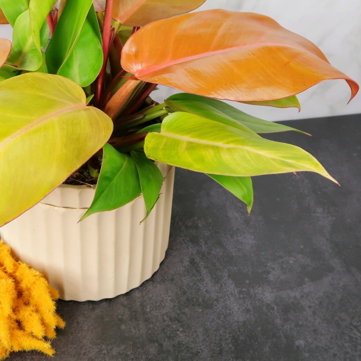 Philodendron Prince of Orange – Blattschmuckpflanze der Familie Araceae – potflourri