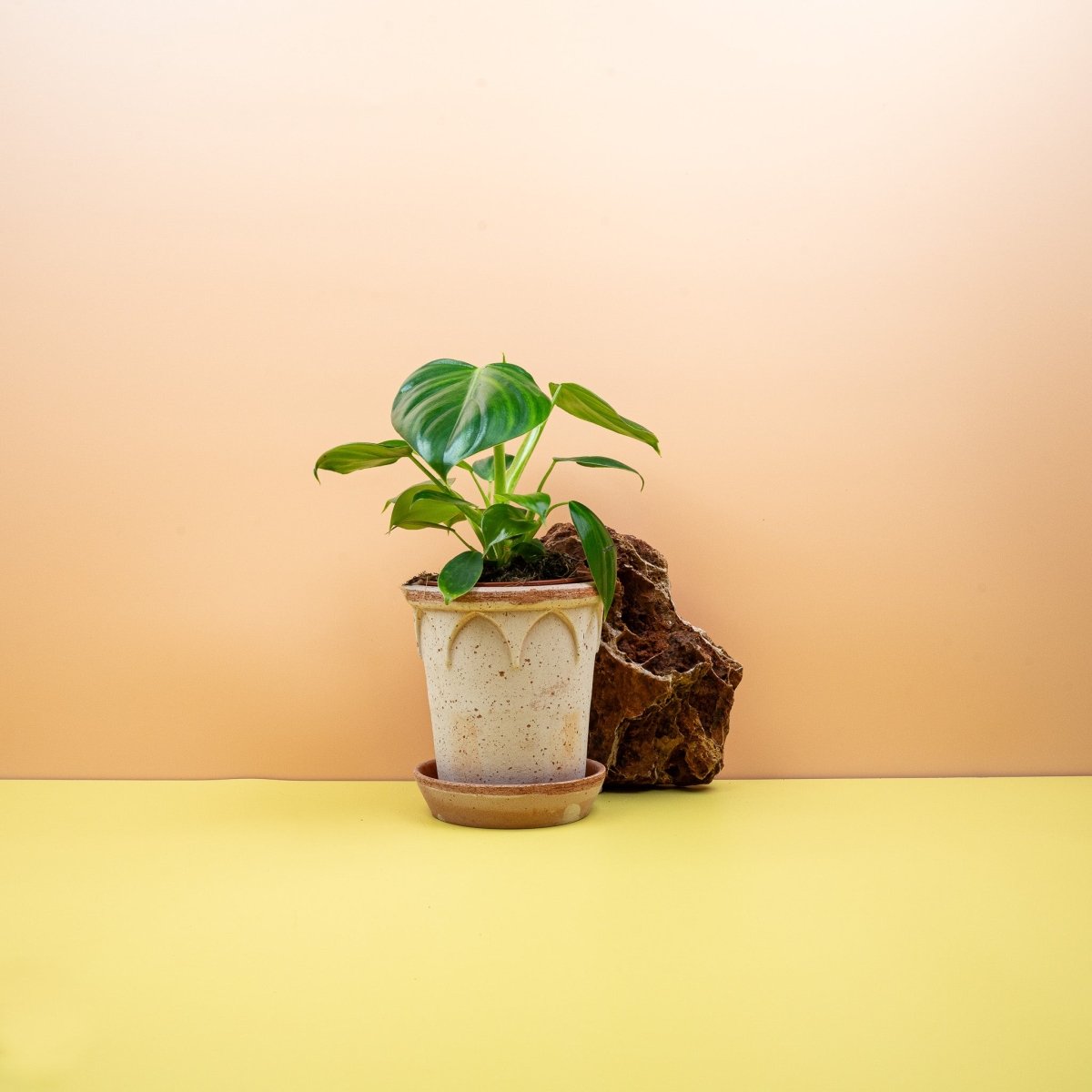 Philodendron Pittieri, tiefgrüne Blätter – potflourri
