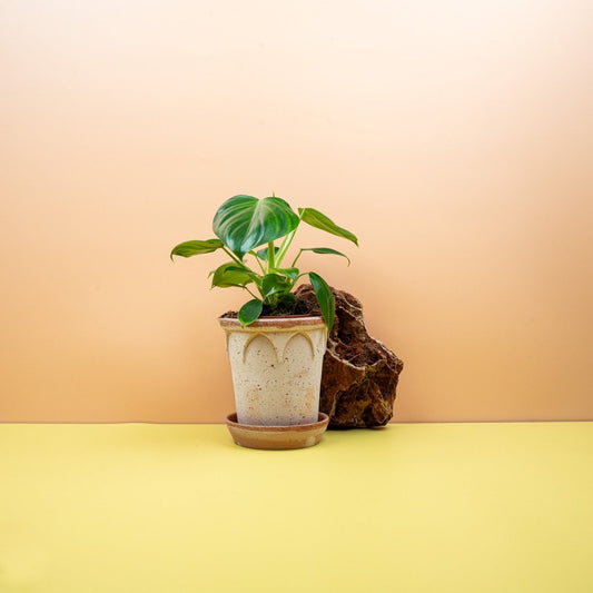 Philodendron Pittieri, tiefgrüne Blätter – potflourri