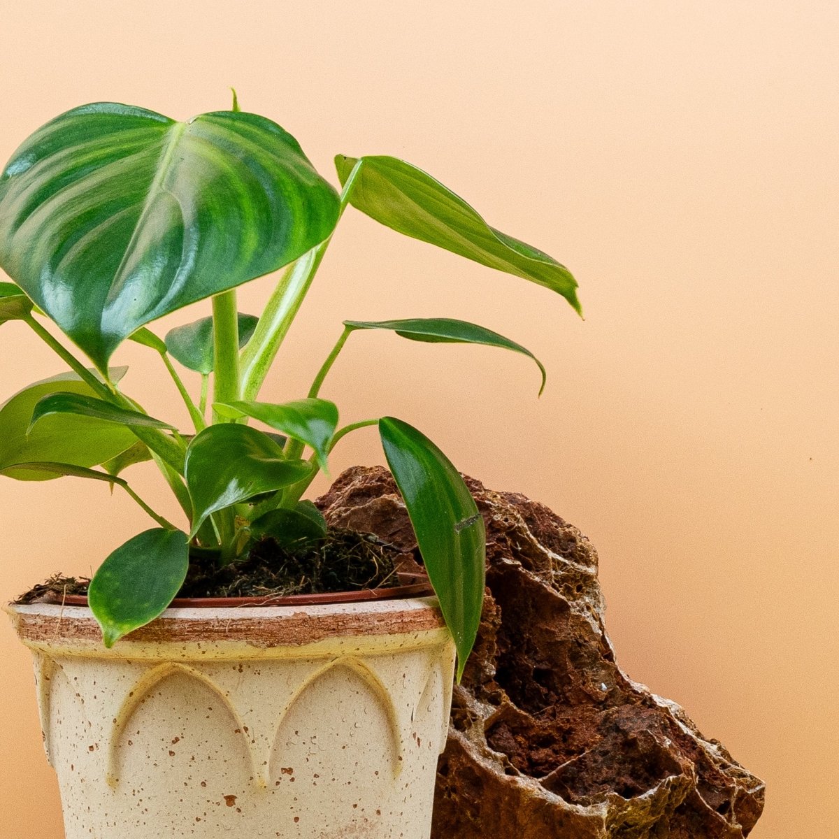 Philodendron Pittieri im Topf