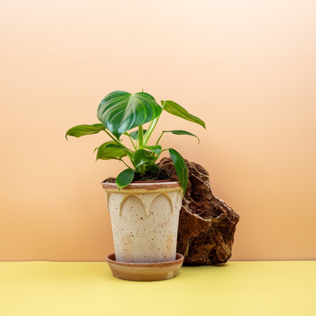 Philodendron Pittieri, majestätischer Wuchs