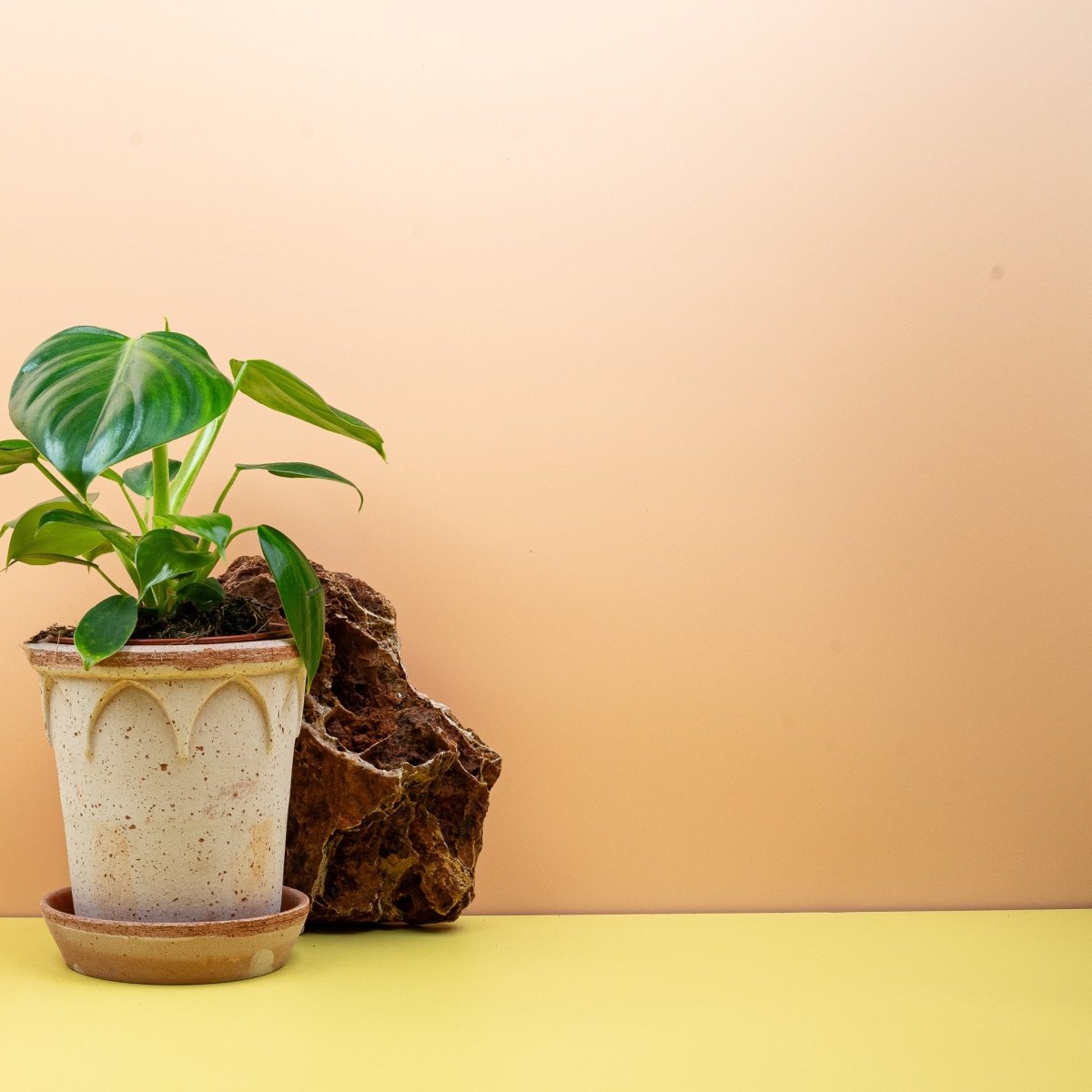 Philodendron Pittieri, längliche Blattform