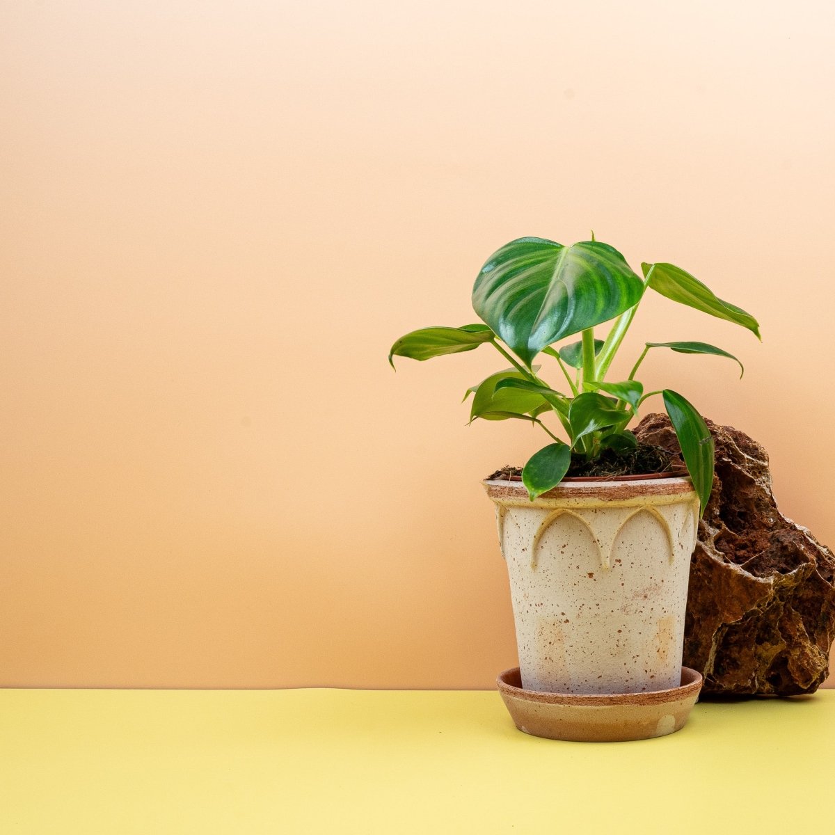 Philodendron Pittieri mit leicht gewellten Blatträndern