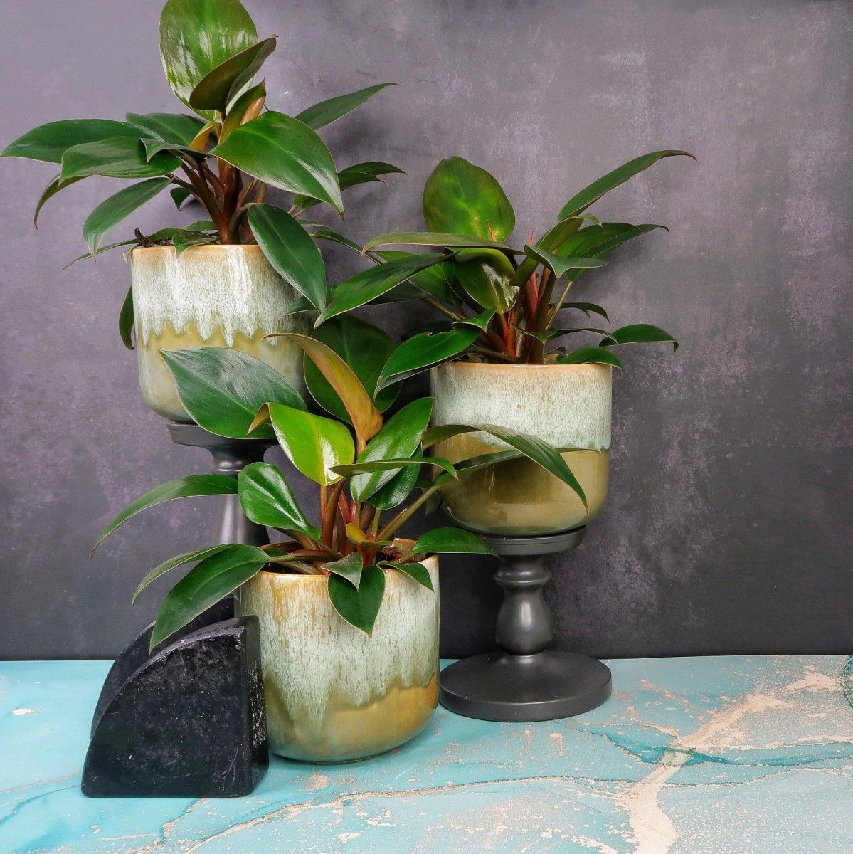 Philodendron Rojo Congo – selbsttragende Rosette mit glänzenden Blättern – potflourri